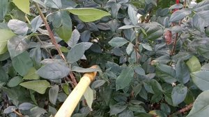 Розы.Как правильно поливать розы.