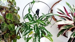 Любимые комнатные растения - Лучшие моменты от Коллекционера Цветов