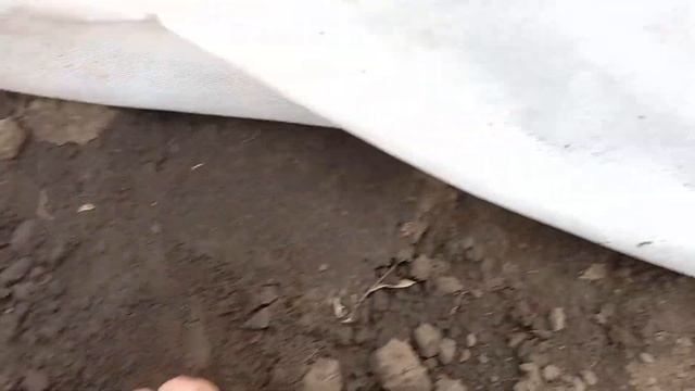 Редис під агроволокном Селеста Стеллар
