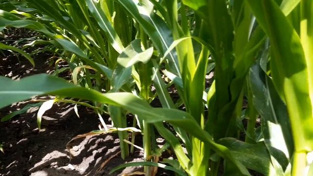 Кукуруза 2020 год, ДКС 3939, Краснодарская 291,и КВС сравнение трёх гибридов в засушливых условиях смотреть онлайн