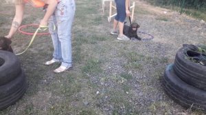 Щенки лабрадора. Дрессировка - видео