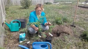 Жимолость съедобная!Почему стоить посадить в своем саду!Посадка и уход!