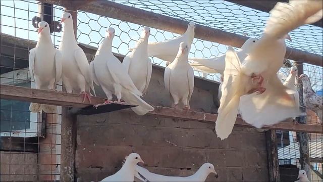 Сельские голуби. 16 04 2022 года. В гостях у Сергея Петровича, мраморные, белые и широкохвостые. смотреть онлайн