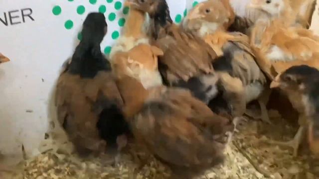 ЦЫПЛЯТАМ 1 МЕСЯЦ/ Порода ОРПИНГТОН смотреть онлайн