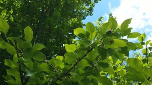 Завязь и опыление груши удалась на славу.Гусеница точит листву у груши
