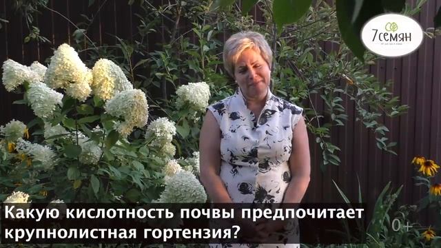 УХОД ЗА ГОРТЕНЗИЕЙ ОСЕНЬЮ, ГОТОВИМСЯ К ЗИМОВКЕ! смотреть онлайн