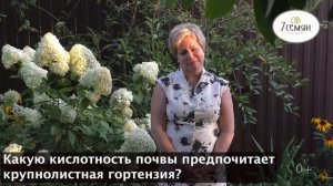УХОД ЗА ГОРТЕНЗИЕЙ ОСЕНЬЮ, ГОТОВИМСЯ К ЗИМОВКЕ!
