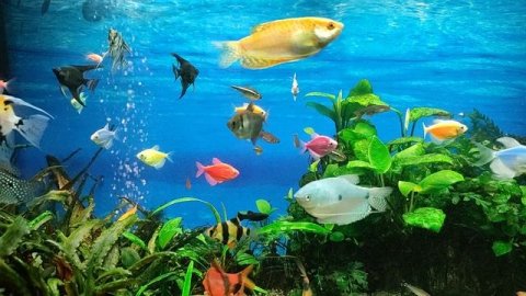 Аквариумные рыбки