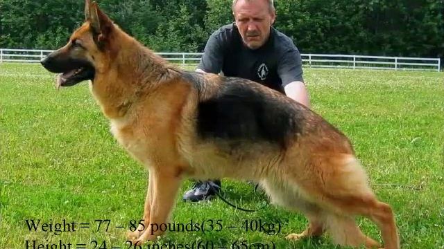 Топ 10 хорошие и большие сторожевые собаки в мире