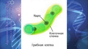 Биология 7 кл Пасечник $5 Грибы - царство живой природы