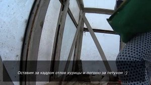 Мини-мясные (В66) или мясные «мини» куры: плюсы и минусы содержания