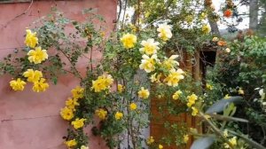 БРОСЬ все дела и ПОЛЮБУЙСЯ моими розами/провансАллочка rose