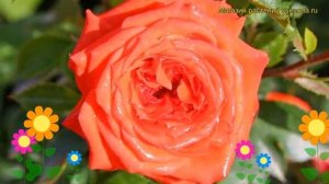 Роза миниатюрная Оранж Жувелл. Краткий обзор, описание характеристик Orange Juwell