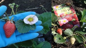 СТОИТ ЛИ ВЫРАЩИВАТЬ КЛУБНИКУ СЕМЕНАМИ    ИЗ КРАСИВОГО ПАКЕТИКА . КЛУБНИКА  РОМАН