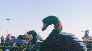 Чудо-сад в пустыне. Dubai Miracle Garden. ОАЭ