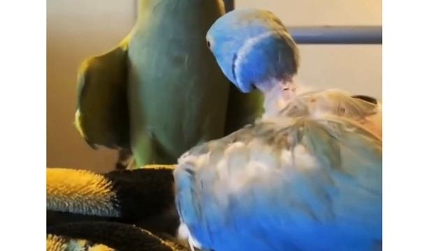 Прикольные животные!!!)