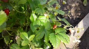 Мой опыт смешанных посадок.