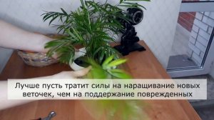 Пальма Хамедорея. Желтеют и сохнут листья. Что делать?