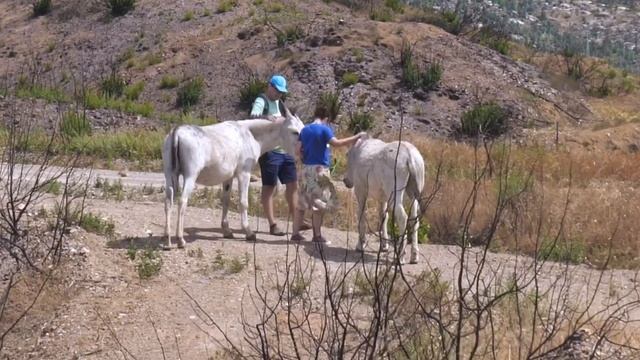 Unique Donkey Walks in the Algarve - Monchique - Portugal смотреть онлайн