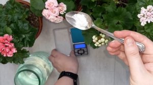 1 удобрение и Герань начнет активно цвести даже с черенка, когда правильно начинать подкармливать