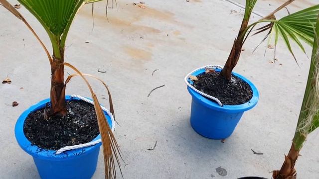 More Washingtonia Robusta from Home Depot смотреть онлайн