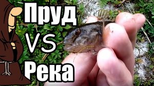 Потаскали карасей на пруду, потом перебрались на реку, интересная рыбалка