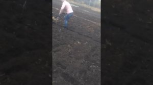 Осенняя вспашка мотокультиватором.