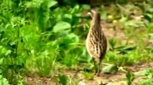 Птица Дергач Коростель