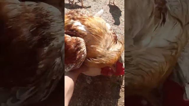 Петух топчет кур прямо с рук🐓 смотреть онлайн