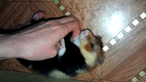 Дикий Хомяк