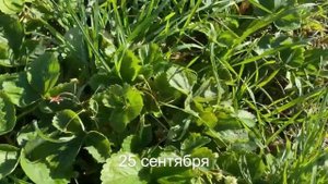 Умный Огород - 4 ч. Урожай 25 сентября. Природное земледелие. Урожайный огород