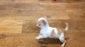 ПРОДАЖА ?Супер мини щенок чихуахуа ?