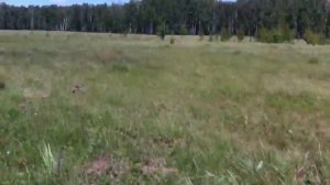 Обзор скутера Irbis Kaori