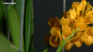 Орхидея Ascocentrum miniatum