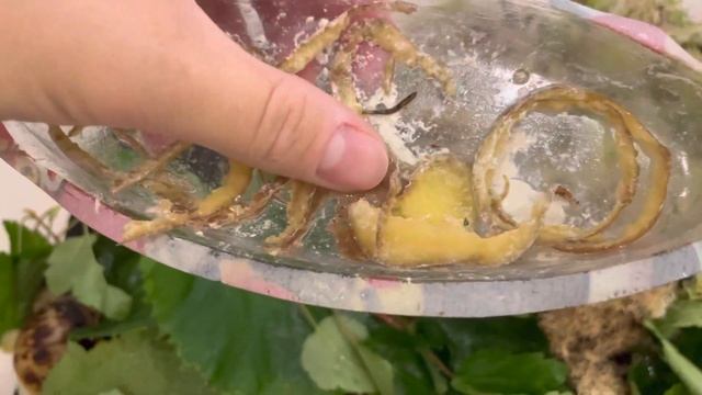 Африканские улитки Ахатины едят картофель!!! Кожура картофеля в террариуме. Ретикулята альбино боди смотреть онлайн