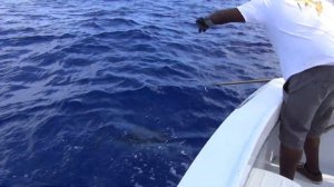 Fishing in the Dominican Republic. White marlin. ( Рыбалка в Доминикане. Белый марлин ).