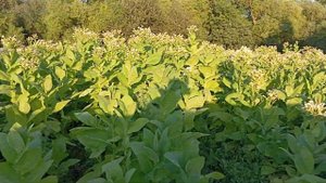 Выращивание табака. Ломка табака 2023 года