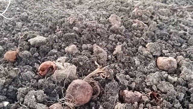 Лучшие сорта лука для выгонки на перо. (мой личный опыт) смотреть онлайн