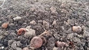 Лучшие сорта лука для выгонки на перо. (мой личный опыт)