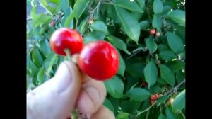 Черешня сорт Майская