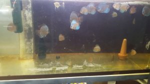 Кормление дискусов сухим кормом