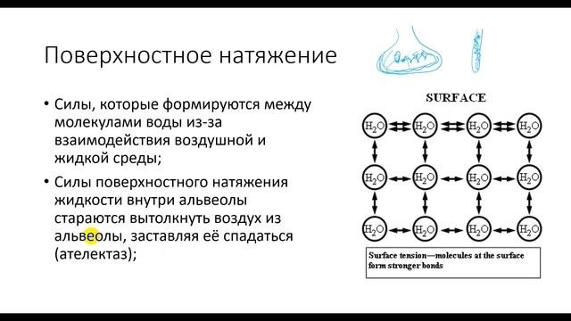 Физиология. Глава 5. Лёгкие. Эластичность.Растяжимость.Поверхностное натяжение
