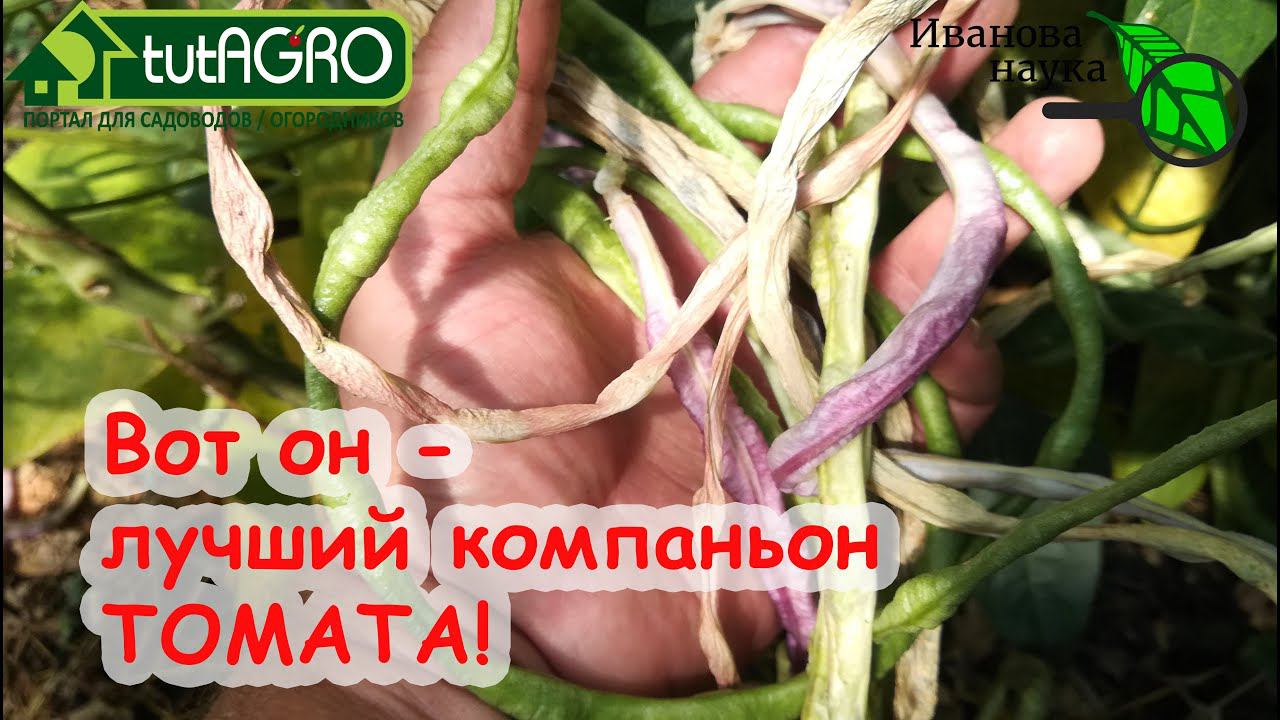 ВОТ КАКОЕ РАСТЕНИЕ ОКАЗАЛОСЬ ЛУЧШИМ СОСЕДОМ ТОМАТА! Выбирайте его в компаньоны и получайте 2 урожая!