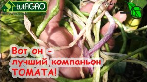 ВОТ КАКОЕ РАСТЕНИЕ ОКАЗАЛОСЬ ЛУЧШИМ СОСЕДОМ ТОМАТА! Выбирайте его в компаньоны и получайте 2 урожая!