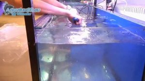 Как правильно выловить крупного сома из аквариума?