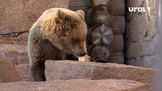 В челябинском зоопарке построят новые современные вольеры для бурых медведей смотреть онлайн