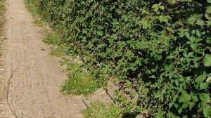 промышленная посадка ежевики лох тей, тройная корона и натчез!