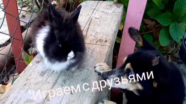 Жизнь кролика за 1 минуту / Bunnies life in 1 minute смотреть онлайн
