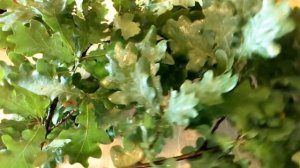ОТ ПОТЛИВОСТИ НОГ, КРОВОТОЧИВОСТИ ДЕСЕН - ПОМОГАЕТ КОРА ДУБА. НАРОДНАЯ МЕДИЦИНА.