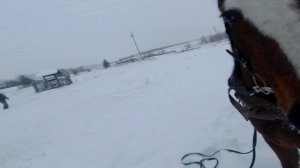 ЗАПРЯГЛИ МОЛОДУЮ ЛОШАДЬ В САМОДЕЛЬНЫЕ САНКИ. ОБУЧЕНИЕ